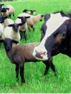 Close Up Cows